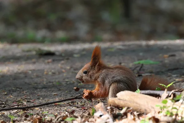 地面にナッツを食べるかわいい赤いリスの選択的なフォーカスショット日当たりの良い森 — ストック写真