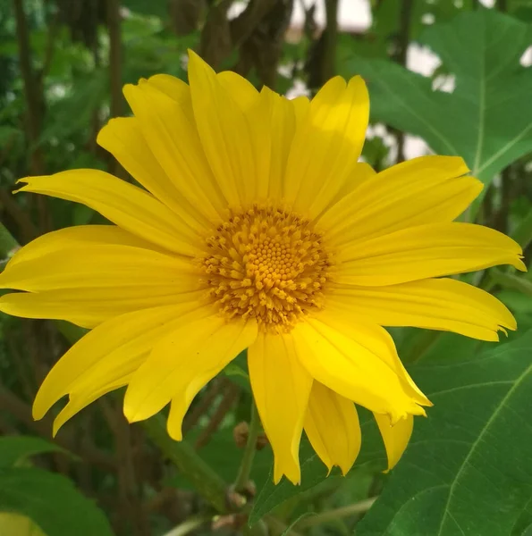 Primer Plano Una Flor Conejo Color Amarillo Brillante —  Fotos de Stock