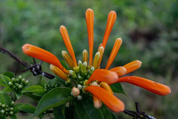 Uma Foto Close Uma Lagosta Garras Laranja Crescida Jardim — Fotografia de Stock