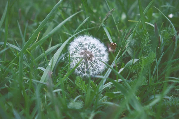 一只白色蒲公英在绿草上的特写镜头 — 图库照片