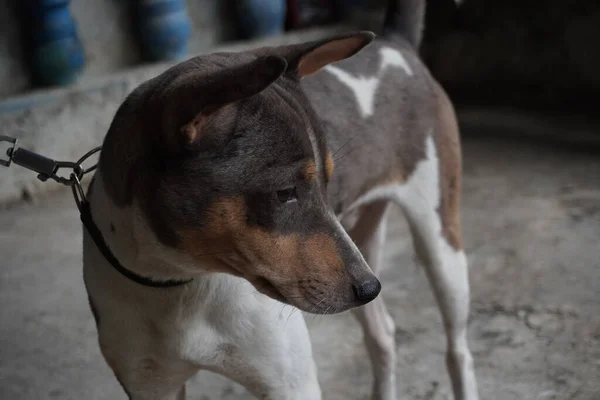 Closeup Shot Tricolour Basenji Dog Chain Looking Away — Stock Photo, Image