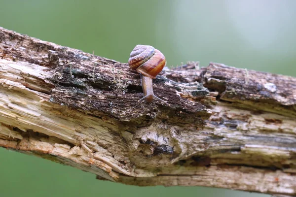 Tiro Seletivo Foco Caracol Pedaço Madeira — Fotografia de Stock