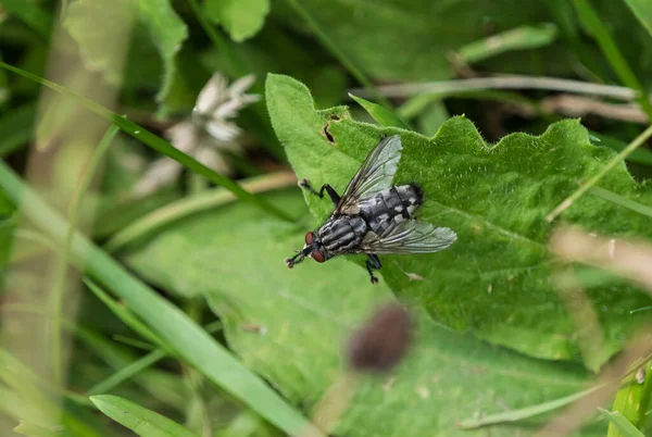 Una Mosca Grande Sobre Una Hoja Verde —  Fotos de Stock