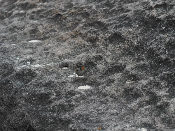 Small Bird Rock Nature — Stock Photo, Image