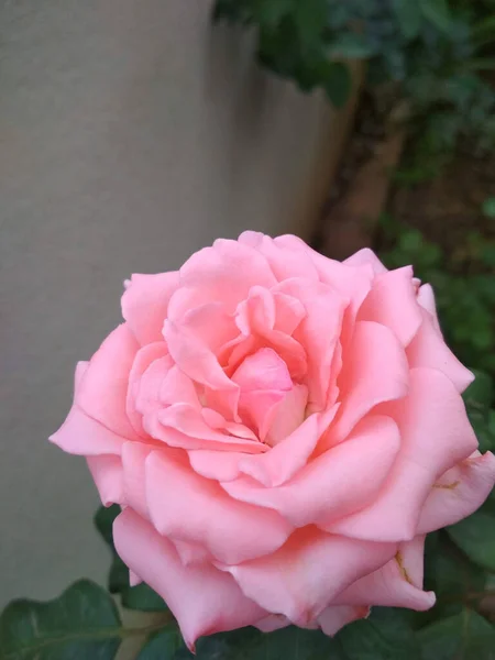 Closeup Shot Pink Garden Rose — Stock Photo, Image
