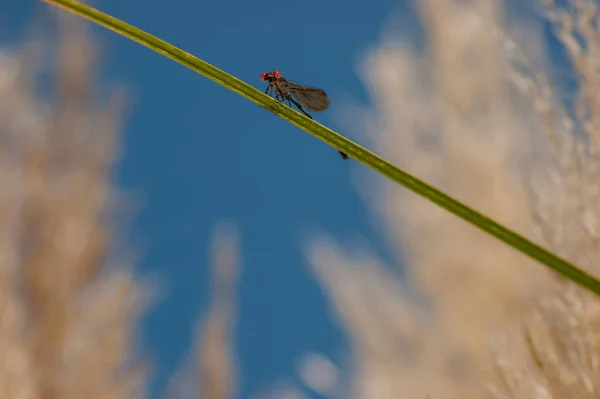 一只蜻蜓紧紧抓住一片高高的草叶 外面的背景上模糊了小麦 — 图库照片