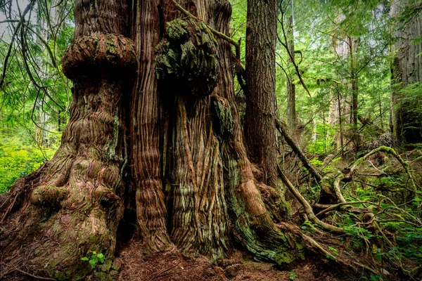 Natura Jurassic Grove Pobliżu Port Renfrew Vancouver Island Pne Kanada — Zdjęcie stockowe