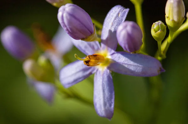 在一个阳光明媚的花园里 在朦胧的绿色背景上的一朵紫色野花的特写 — 图库照片