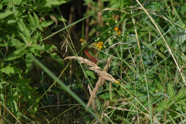 Plan Sélectif Une Libellule Sur Une Plante — Photo