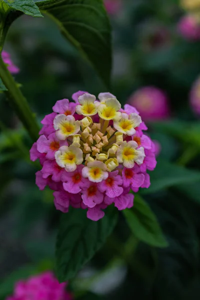 Close Lantanas Roxo Fundo Embaçado — Fotografia de Stock