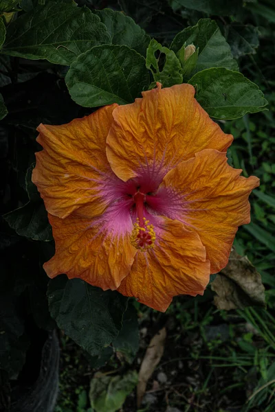 배경에 Tuberous Pea 클로즈업 — 스톡 사진