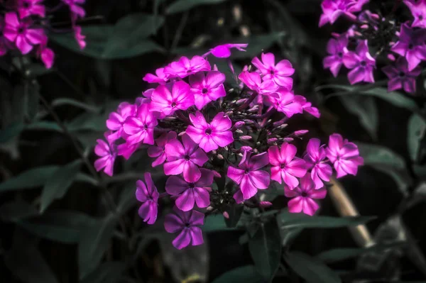 Μακροφωτογραφία Ενός Ροζ Άνθους Της Φλόξ Λουλούδι Τέχνη Της Φύσης — Φωτογραφία Αρχείου