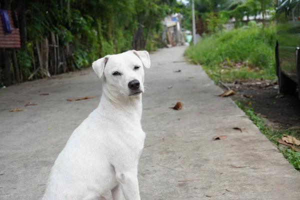 村の通りに座っている間にカメラを見てかわいい白い犬 — ストック写真