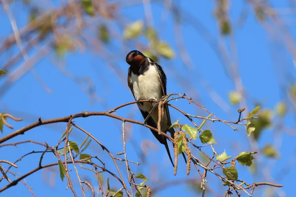 Selective Focus Shot Swallow Perched Branch — Stock Photo, Image