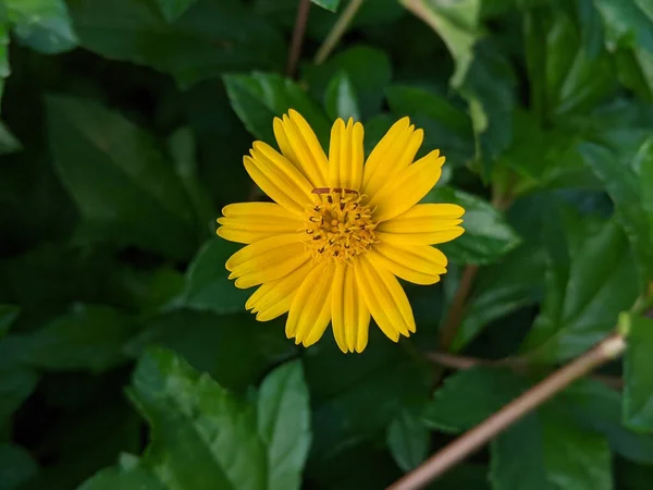 Крупный План Sphagneticola Trilobata Известной Bay Biscayne Creeping Oxeye Singapore — стоковое фото