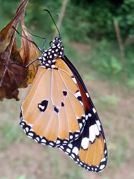 蝴蝶倒立在植物上吃东西的美丽蝴蝶的宏观垂直镜头 — 图库照片