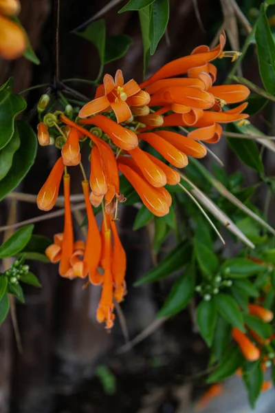 Primo Piano Aragosta Artigli Arancioni Cresciuti Giardino — Foto Stock