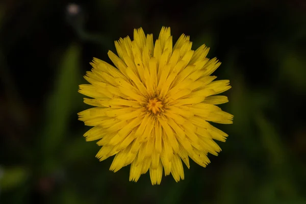 Detailní Záběr Žluté Květiny Rozmazaném Pozadí — Stock fotografie