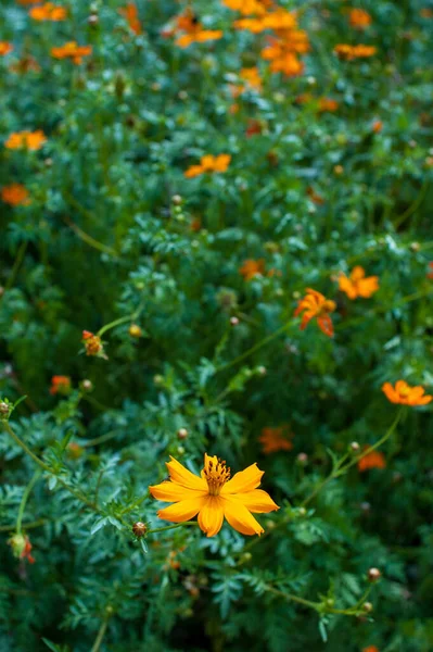 아름다운 초목에둘러 오렌지색 꽃들의 — 스톡 사진