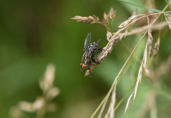 Uma Mosca Grande Uma Haste Planta — Fotografia de Stock