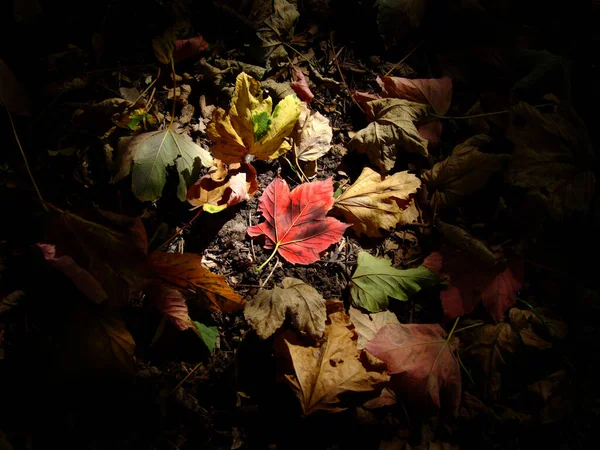 Una Toma Alto Ángulo Hojas Arce Otoño Rodeadas Fondo Negro — Foto de Stock