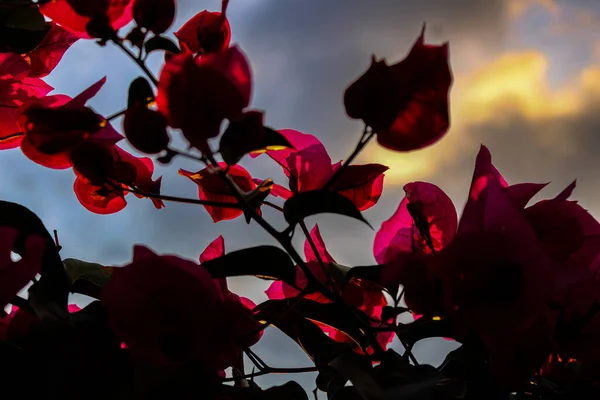 Alacsony Szögű Lövés Vörös Levelek Egy Virág Ellen Felhős — Stock Fotó