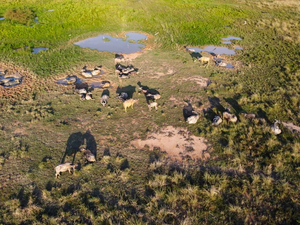 Vista Areal Das Vacas Que Pastam Campo Verde — Fotografia de Stock