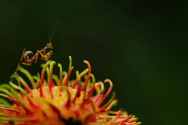 Een Macro Shot Van Een Mier Een Bloem — Stockfoto