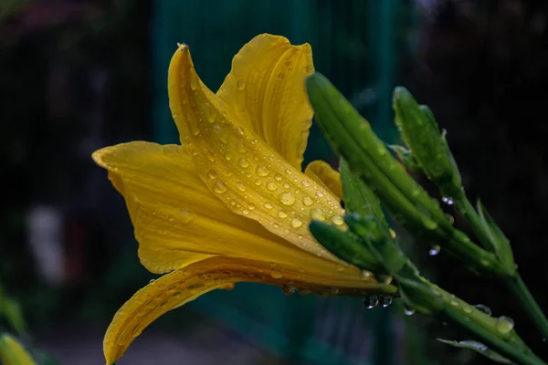 Nahaufnahme Einer Gelben Taglilie Auf Verschwommenem Hintergrund — Stockfoto