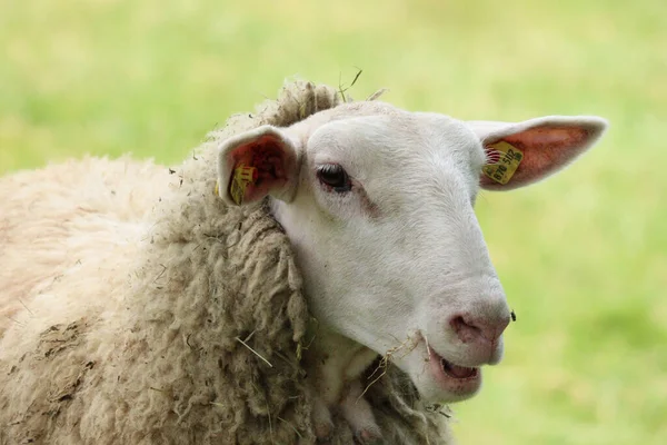 Plan Rapproché Une Tête Mouton Sur Fond Vert — Photo