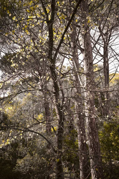 Tiro Vertical Árvores Com Folhas Amarelas Durante Outono — Fotografia de Stock
