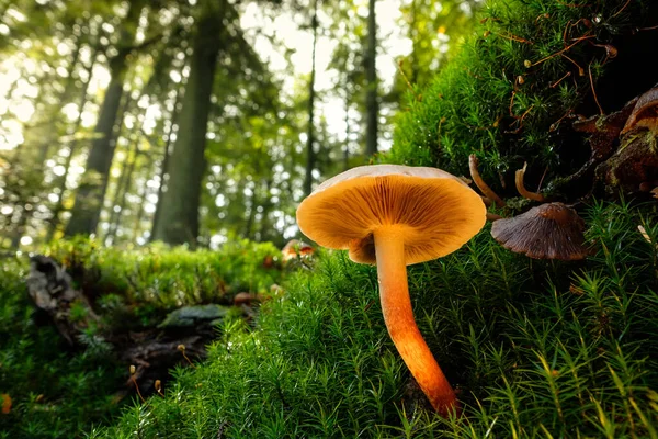 Low Angle Shot Fungus Moss Forest Bright Sunlight — Stock Photo, Image