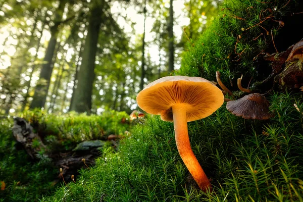 Plan Angle Bas Champignon Sur Mousse Dans Forêt Sous Soleil — Photo