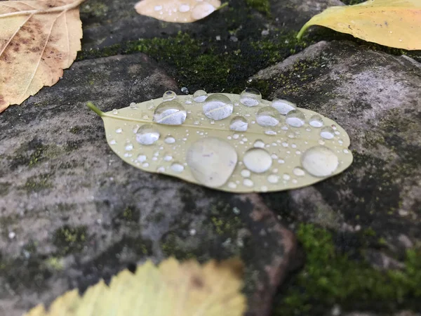 Muchas Gotas Lluvia Una Hoja Verde Suelo —  Fotos de Stock