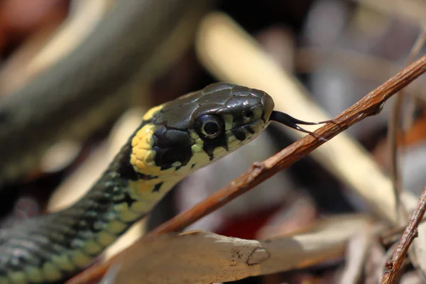 Gros Plan Serpent Avec Langue Ouverte Cachant Parmi Les Feuilles — Photo