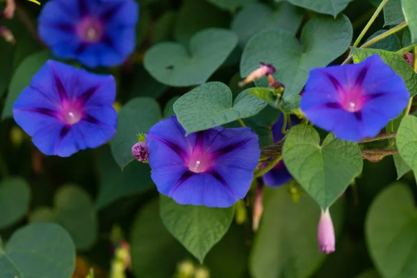 Tiro Seletivo Foco Das Flores Glória Manhã Ivy Leaved — Fotografia de Stock