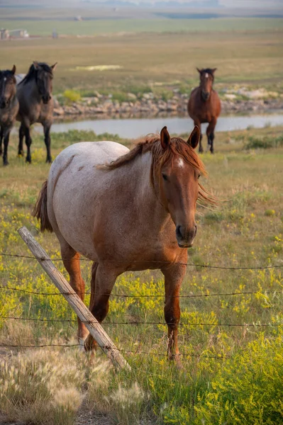 Güneşli Bir Günde Dağlarla Mavi Gökyüzüyle Tarlalarda Atları Olan Kahverengi — Stok fotoğraf
