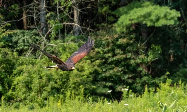 Bahçede Süzülen Harris Hawk Yakın Plan Fotoğrafı — Stok fotoğraf