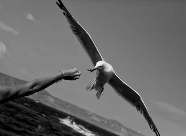海の上を飛ぶカモメに餌を与える人の灰色のショット — ストック写真