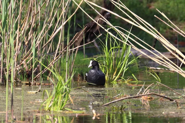 Une Foulque Noire Entourée Grands Bâtons Herbe Dans Lac Dans — Photo