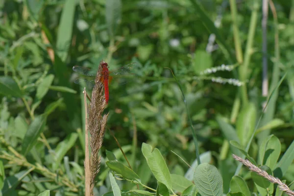 Plan Sélectif Une Libellule Sur Une Plante — Photo