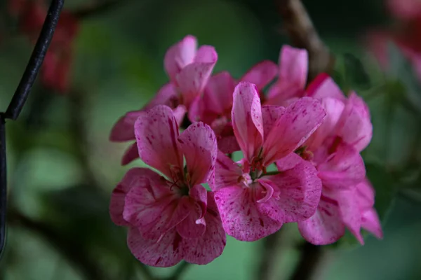 Vackra Rosa Blommor Växer Parken — Stockfoto