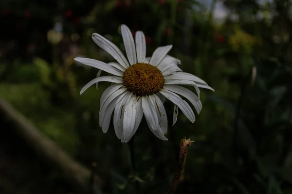 庭で栽培された白いメイウェードの花のクローズアップショット — ストック写真