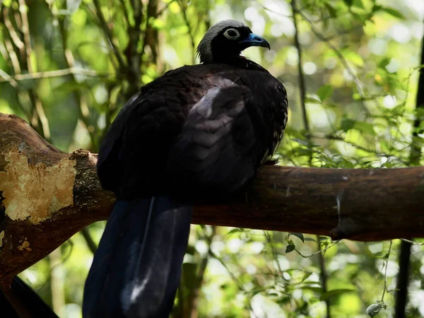 Ein Schönes Landvogel Sitzt Auf Einem Baum — Stockfoto