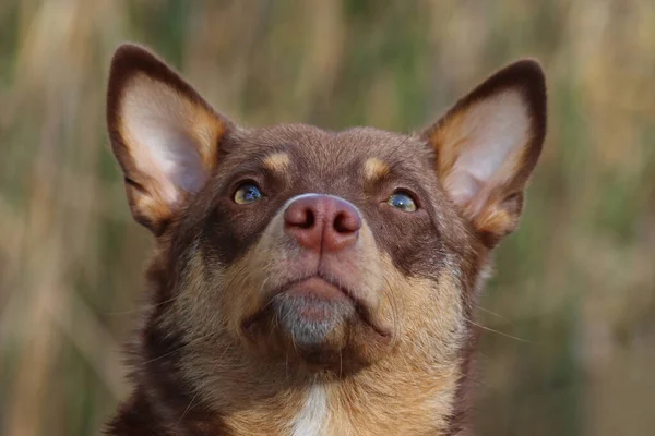 外の畑を見上げている美しい茶色の犬の顔のクローズアップ — ストック写真