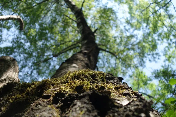 Eine Flache Aufnahme Eines Majestätischen Baumes Mit Einem Bemoosten Stamm — Stockfoto