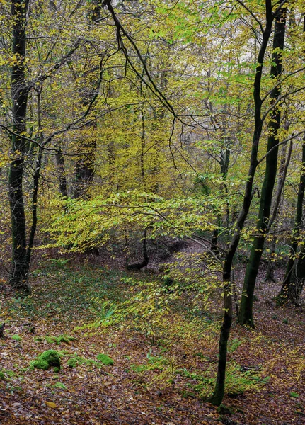 Plan Vertical Une Forêt Couverte Arbres Feuilles Séchées Automne — Photo