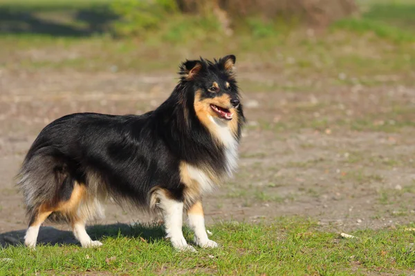 Szelektív Fókusz Felvétel Egy Imádnivaló Sheltie Szabadban — Stock Fotó