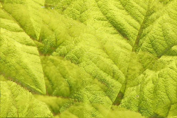 Macro Shot Beautiful Green Mammoth Leaf Giant Rhubarb Gunnera Manicata — Stock Photo, Image