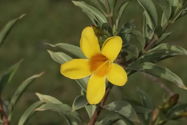 Kilátás Egy Sárga Virág Virágzik Kertben — Stock Fotó